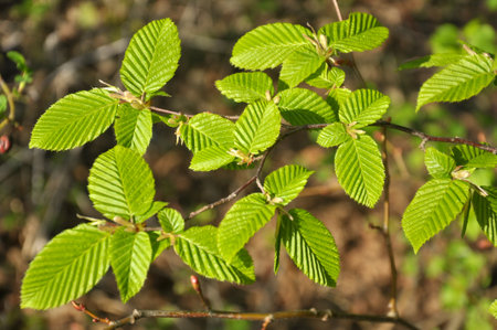 Hornbeam tree branch with young leaves growing in the forest