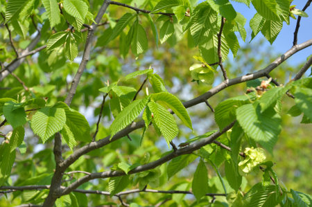 A branch of an elm tree (Ulmus) grows in the wild