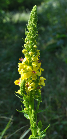 In the summer, mullein (Verbascum) blooms in the wild