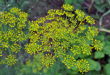 In the open ground in the garden grows dill (Anethum graveolens)