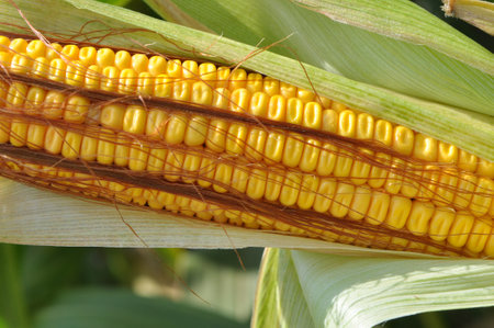 In the summer on a young stalk of corn ripens cobの写真素材