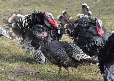 Herd of home turkeys in a rural backyardの写真素材