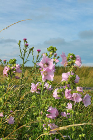 Malva thuringiaca blooms in the wild in summerの写真素材