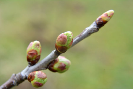 Buds swelled on the tree in early springの写真素材