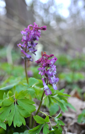 Corydalis blooms in spring in the wild in the forestの写真素材