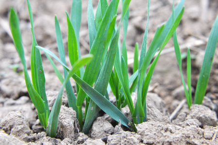 Autumn shoots of winter wheat growing in the fieldの写真素材