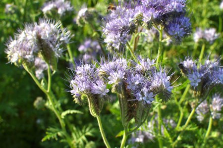 The field is blooming phacelia - a special honey plant for beesの写真素材