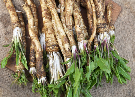 Fresh, dug-out root horseradish with leaves on the pileの写真素材
