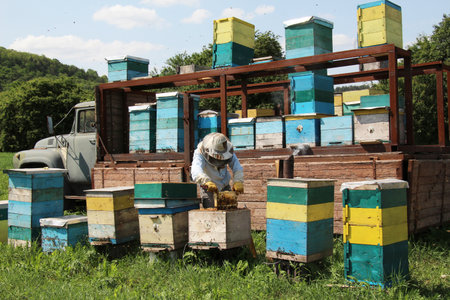 A beekeeper inspects bee combs at a nomadic apiary