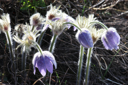 Pulsatilla patens blooms in spring in the wild