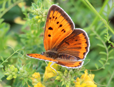 Lycaena dispar butterfly on a flower in the wildの写真素材