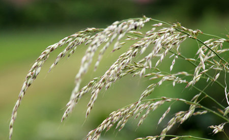 Cereal grass bromus grows in the wildの写真素材