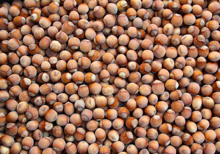 The harvest of hazel fruits is collected on the pile