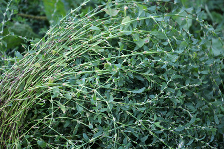 Polygonum aviculare grass grows in the wild