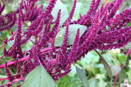 In the summer, amaranth blooms in the gardenの写真素材