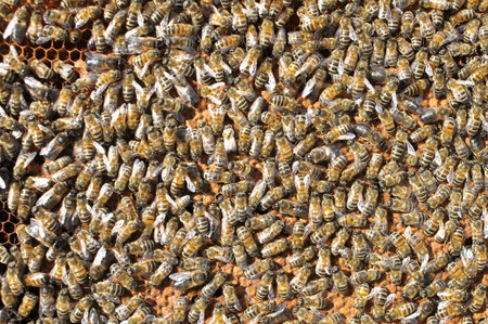 Drones and worker bees on part of the comb