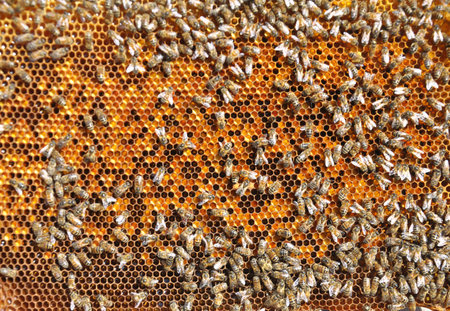 Honey bees work on the honeycomb with pollenの写真素材