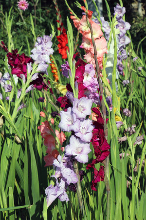 In the summer, gladiolus blooms on the flowerbedの写真素材