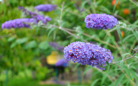 The buddleja davidii bush is blooming in the garden
