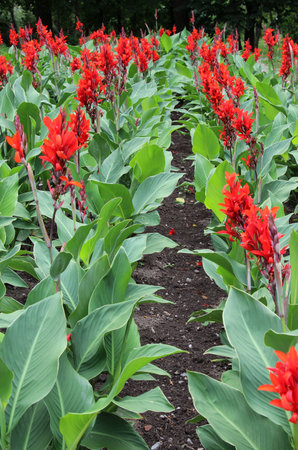 In summer, red cannas bloom in the flowerbedの写真素材