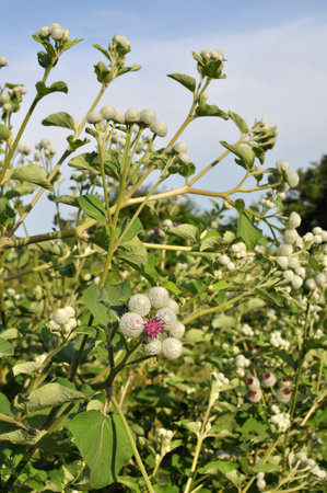 Burdock (Arctium) grows in the wild in summer