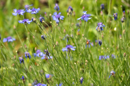 Blue cornflower (Centaurea cyanus) blooms in the field among the grassesの写真素材