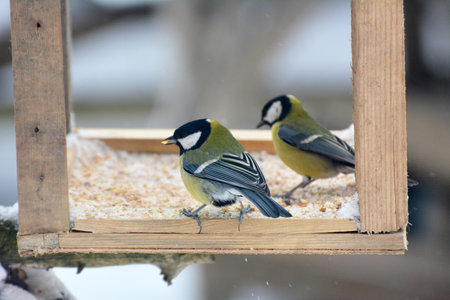 In winter, birds consume food from a feeder set up by caring peopleの写真素材