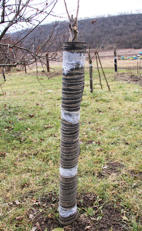 In winter, the bark of fruit trees is protected from hares and other rodents