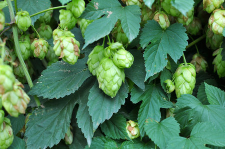 Hop cones grow on the stem of the plant