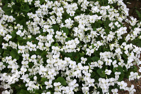 In spring, white violets bloom on the flower bedの写真素材