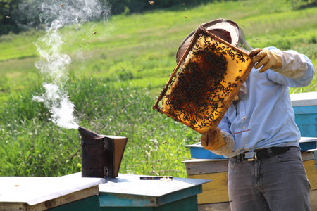 In the summer, the beekeeper inspects the combs at the apiaryの写真素材