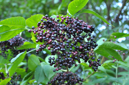 Bunch of elderberries with ripe black berries