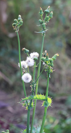 Yellow thistle (Sonchus asper) grows in the wild.