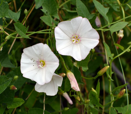 Convolvulus arvensis grows and blooms in the field