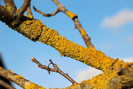 In the forest, the lichen Xanthoria parietina grows on the bark of a tree.