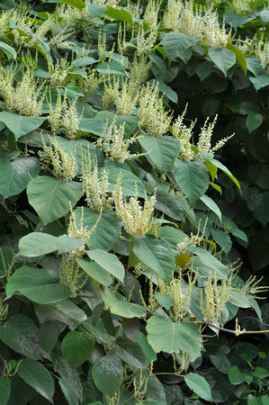 In summer, the perennial plant Reynoutria grows in natureの写真素材