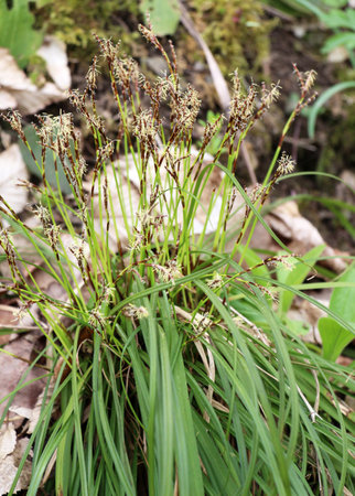 Carex digitata grows wild in the forest