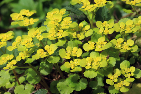 Chrysosplenium alternifolium blooms in the wild in spring