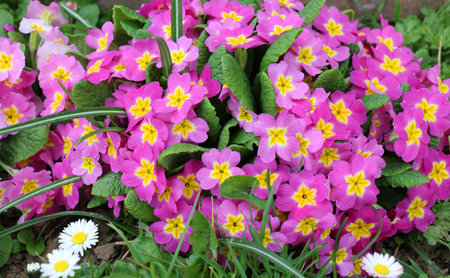 Primrose are blooming in the flowerbed in the gardenの写真素材