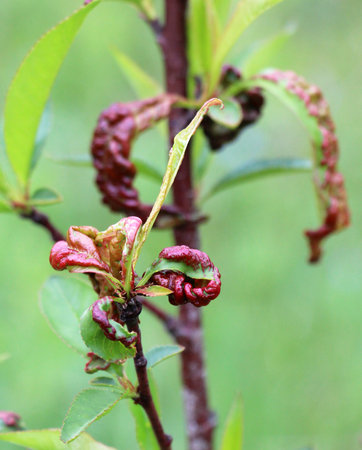 Curled peach leaves caused by the fungus Taphrina deformansの写真素材