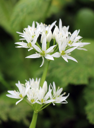 Allium ursinum grows in the forest, in the wild