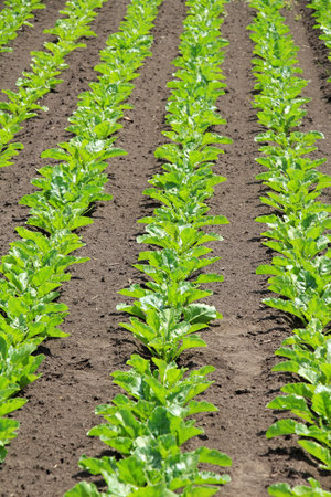 At the beginning of summer, sugar beets grow on a farm field