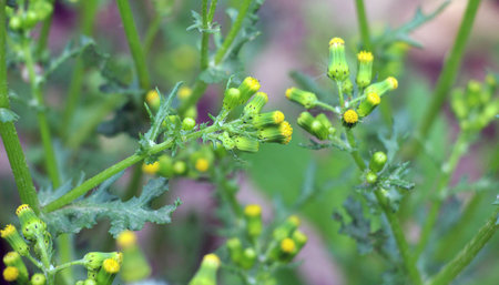 In nature, Senecio vulgaris grows as a weed