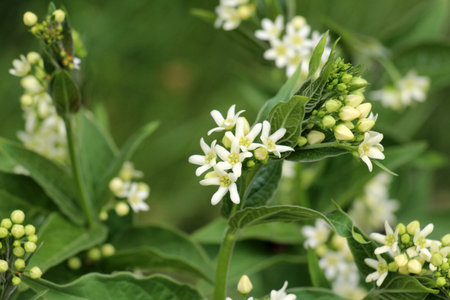 In spring, Vincetoxicum hirundinaria blooms in the wild in the forest