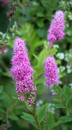 The ornamental bush Spiraea salicifolia is blooming in the garden