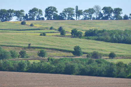 Summer panoramic landscape with fields, meadows and trees
