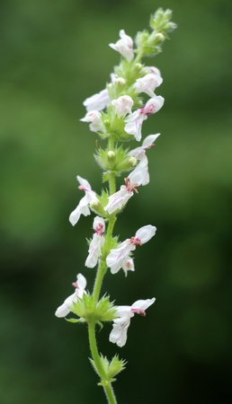 Stachys recta grows in the wild among grassesの写真素材