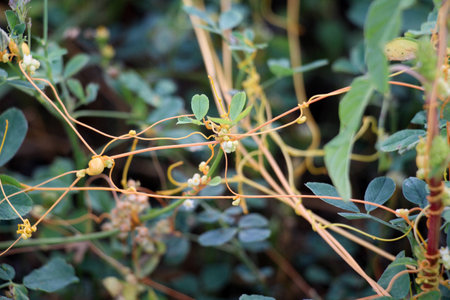 The parasitic plant cuscuta grows in the field among crops