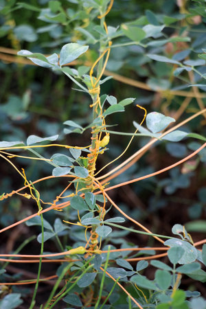 The parasitic plant cuscuta grows in the field among crops
