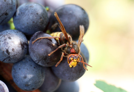 Hornet (Vespa crabro) feeds on grape juiceの写真素材